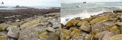 Encyclopédie environnement - biodiversité des côtes rocheuses - Une côte rocheuse bretonne à marée basse et marée haute