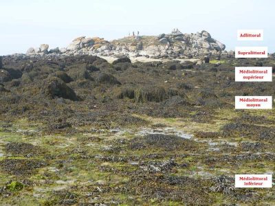 Encyclopédie environnement - biodiversité des côtes rocheuses - Un estran rocheux à marée basse 