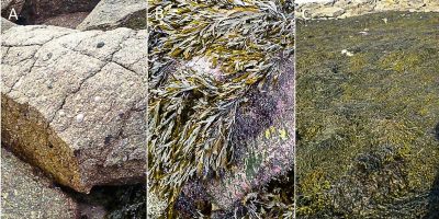 Encyclopédie environnement - biodiversité des côtes rocheuses - Effets de l’agitation de la mer sur les organismes du médiolittoral 