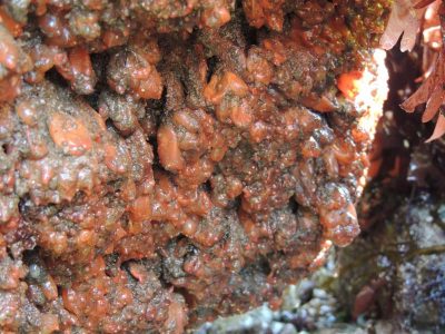 Encyclopédie environnement - biodiversité des côtes rocheuses - Dendrodoagrossularia ou groseille de mer 