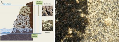 Encyclopédie environnement - biodiversité des côtes rocheuses - Schéma représentant un exemple de compétition entre deux espèces de balanes
