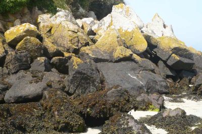 Encyclopédie environnement - biodiversité des côtes rocheuses - ceintures de lichens et d’algues de l’adlittoral au médiolittoral supérieur