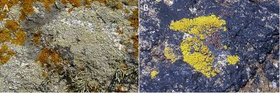  Encyclopédie environnement - biodiversité des côtes rocheuses - Lichens soumis aux embruns de l’adlittoral : Ramalinaspp
