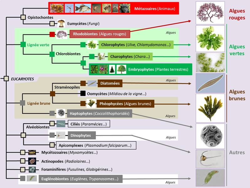 Encyclopédie environnement - algues - Répartition des divers groupes d’algues eucaryotes 
