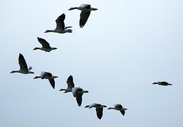 Encyclopedie environnement - Poussée d’Archimède portance - vol en V oiseaux migrateurs