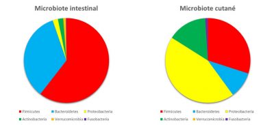 Encyclopédie environnement - microbiote - phyla majoritaires dans le microbiote intestinal 