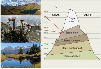 Encyclopédie environnement - stress plantes alpines - Les divers étages de végétation en montagne 