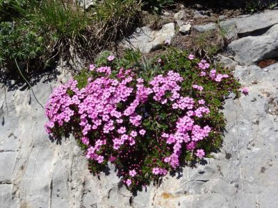 Encyclopédie environnement - stress plantes alpines - Silene acaulis, un exemple de plante alpine