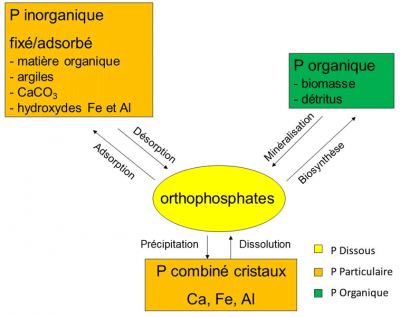 Encyclopédie environnement - pollution phosphore - Les formes du phosphore et leurs interactions 