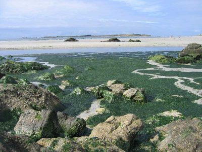 Encyclopédie environnement - pollution phosphore - Prolifération d’algues vertes 