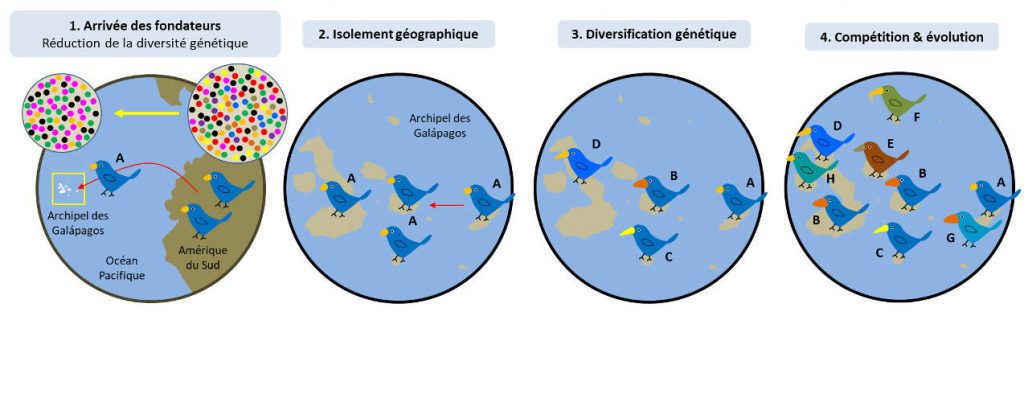 l’archipel des Galápagos - pinsons de Darwin - Darwin - evolution especes - encyclopedie environnement 