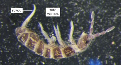 collembole - desoria sp. isotomidae - furca - organe de saut - tube ventral - encyclopedie environnement