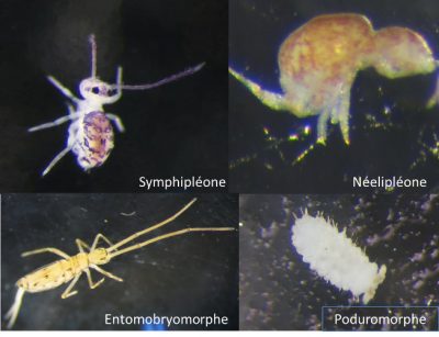 collemboles - symphypleones - neelipleones - entomobryomorphes - poduromorphes - encyclopedie environnement 