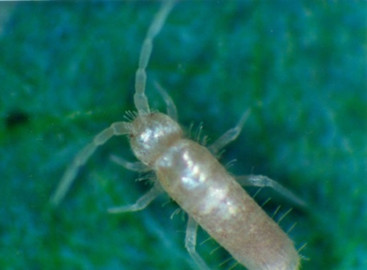 collemboles - heteromurus nitidus - entomobryomorphe entomobryidae - encyclopedie environnement 