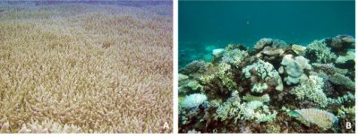 corail - stylophora pistillata - polype - ocean - encyclopedie environnement