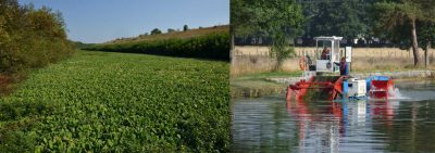 plantes envahissantes - laitue d’eau - pistia stratiotes - contre-canal Rhône - ramassage plantes aquatiques - canal Bourgogne - encyclopedie environnement