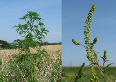 plantes envahissantes - ambrosia artemisiifolia - chaumes cereales - encyclopedie environnement