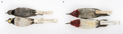 alouette - alouette hausse-col - oiseaux - oiseaux musee - encyclopedie environnement
