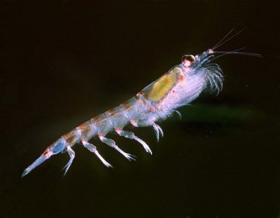 krill - fonds marins antarctique - encyclopedie environnement