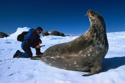 convention protection phoques antarctique - encyclopedie environnement