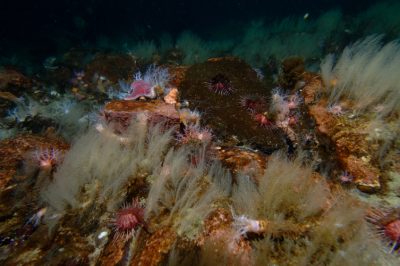fonds marins terre adelie - encyclopedie environnement