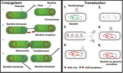 conjugaison transdction - antibiotiques - resistance antibiotiques