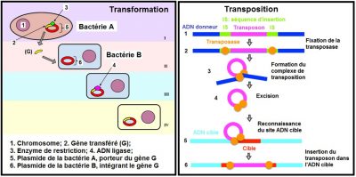 transformation transposition - antibiotiques - resistance antibiotiques