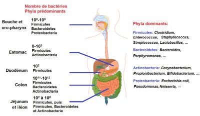 microbiote - tube digestif humain