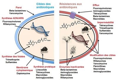 antibiotique - antibiotiques- mecanismes resistance antibiotiques