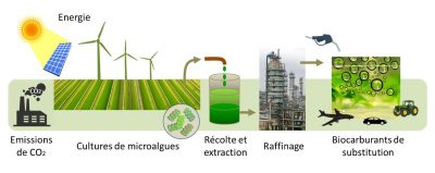 production biocarburants biomasse schema - encyclopedie environnement