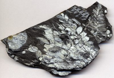 fossile plante charbon - charbon - fossile plante - carbonifere - encyclopedie environnement