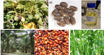 plantes oleagineuses - Jatropha curca - Crambe abyssinica - encyclopedie environnement