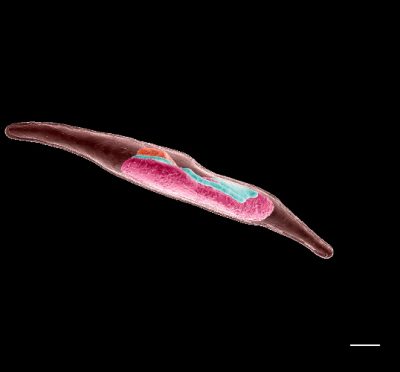 diatomee- phaeodactylum tricornutum