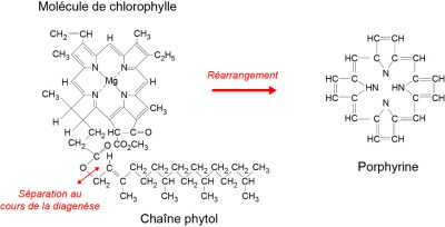 chlorophylle - structure chimique chlorophylle 