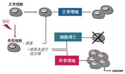 环境百科全书-放射性-DNA被伤害后可能发生的演变