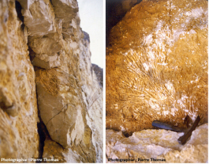 Encyclopédie environnement - biosphère - calcaire origine corallienne - ancient limestone of coral origin