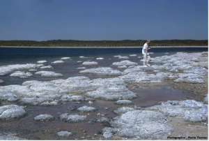 Encyclopédie environnement - biosphère - stromatolithes du lac Thetis - stromatolites of lake thetis