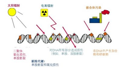 环境百科全书-放射性- DNA面临的不同压力源