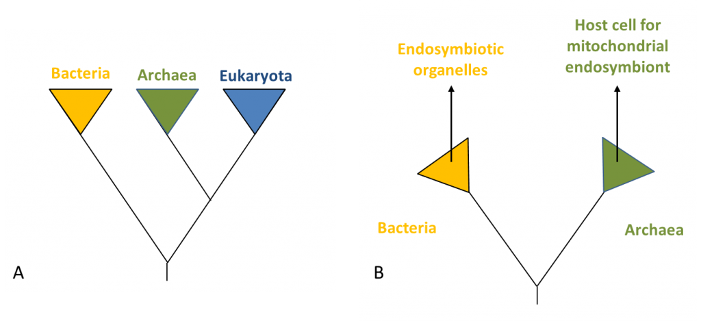 Symbiosis and evolution: at the origin of the eukaryotic cell ...