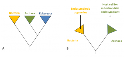 hypothesis 1 on the origin of the eukaryotic cell