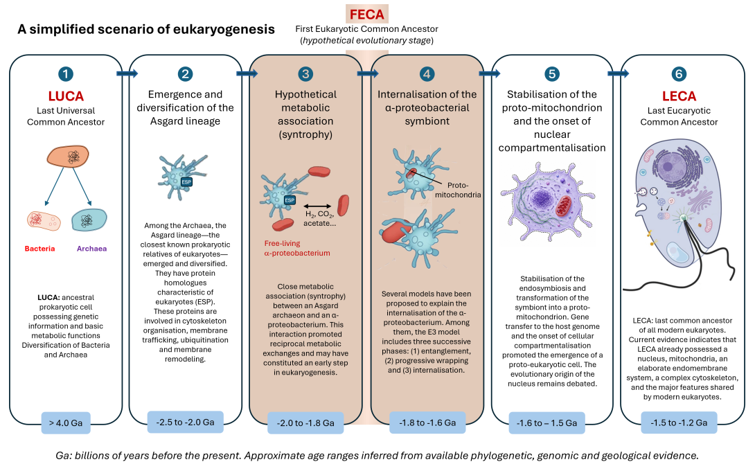 Symbiosis and evolution: at the origin of the eukaryotic cell ...