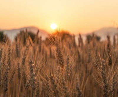 环境百科全书-碳-日落时的小麦田