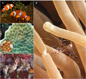 Encyclopédie environnement - parasites - organismes symbiotiques d’un récif corallien - symbiotic organisms of coral reef