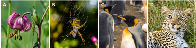 环境百科全书-什么是生物多样性-百合、蜘蛛、企鹅或豹子