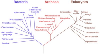 环境百科全书-什么是生物多样性-生命之树将所有生物分为3大域