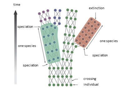 环境百科全书-什么是生物多样性-演化过程中物种形成的理论图示