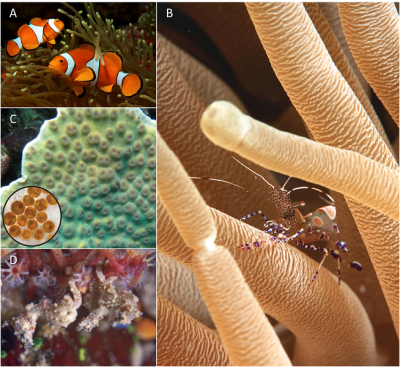 环境百科全是-生命-珊瑚礁的一些共生生物