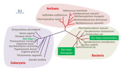 环境百科全书-生命-用核糖体小亚基基因构建的三个生物类群的无根系统发育树