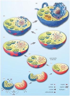 环境百科全书-生命-真核细胞