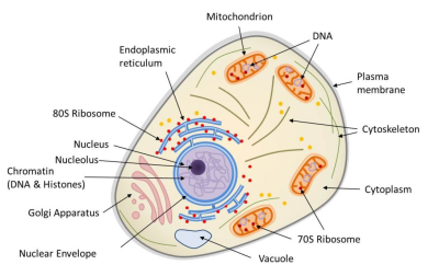 环境百科全书-生命-真核动物细胞结构示意图